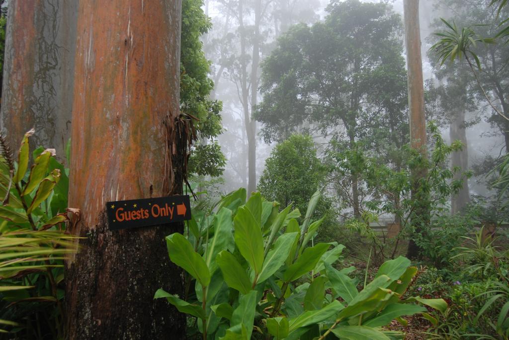 Witches Falls Cottages Núi Tamborine Ngoại thất bức ảnh